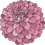 Dahlia Blossom
