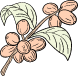 Coffee Bean Branch
