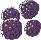 Sketched Blackberries