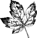 Black & White Maple Leaf