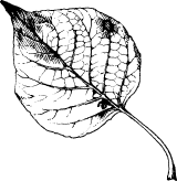 Black & White Poplar Leaf