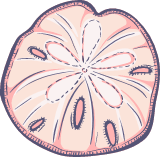Marine Sand Dollar