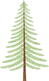 Conifer Tree