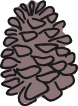 Conifer Pinecone